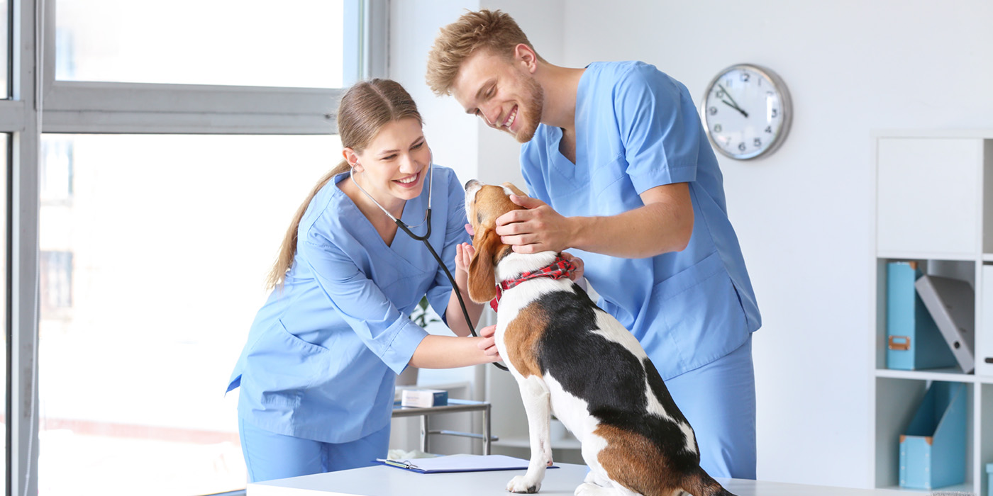 Two veterinarians in blue scrubs smile and examine a beagle on an exam table in a brightly lit veterinary clinic. The man pets the dog’s head while the woman listens to its chest with a stethoscope.